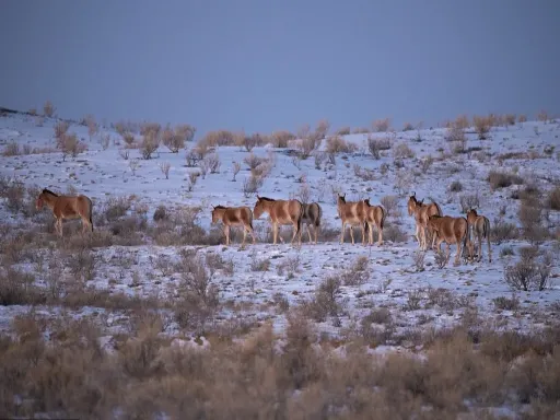 Kalamaili Ungulate Nature Reserve 卡拉麦里有蹄类自然保护区.png