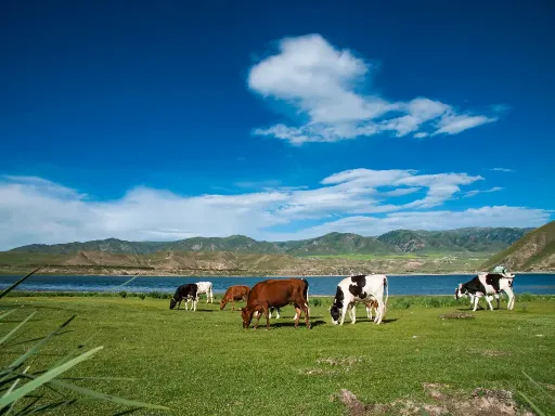 Qinghai Lake青海湖1.png