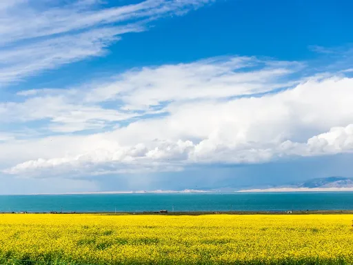 Qinghai Lake青海湖3.png