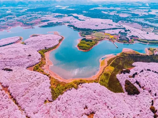 平坝樱花.png