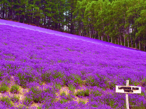 Furano Tomita Farm 富良野农场.png