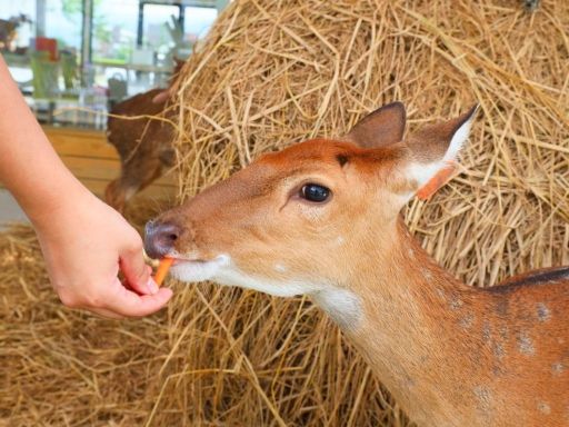 Sika deer & dinkey feeding.jpg