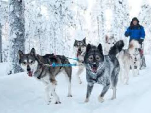 Husky ride