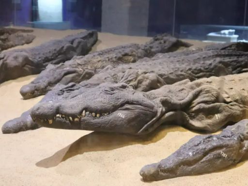 Crocodile Museum