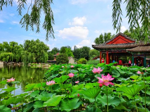 国家植物园 荷花