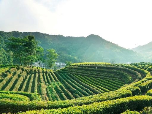 Longjing Tea Exploration龙井村茶园 
