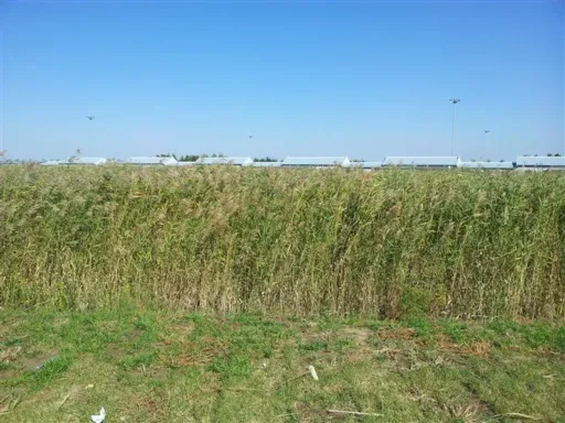 reeds红海滩芦苇.png