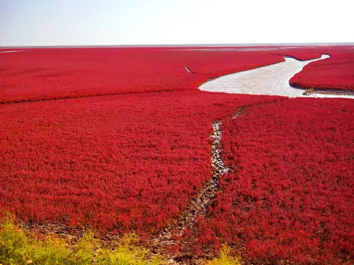 Red Beach红海滩.png