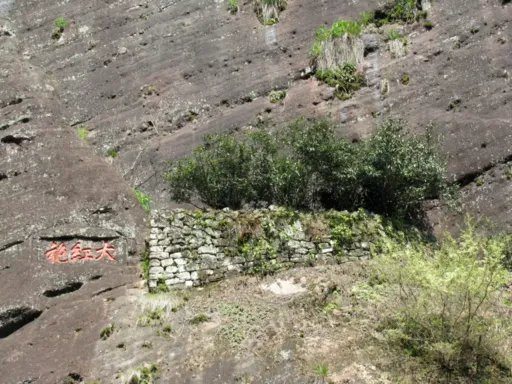 Great Red Robe Scenic Area大红袍母树.png