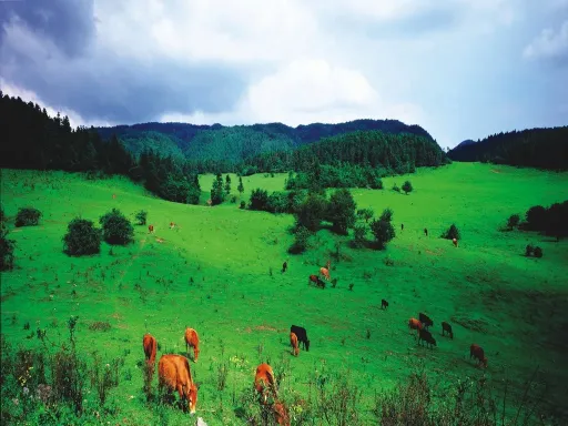  Fairy Mountain's Forest Park仙女山森林公园.webp