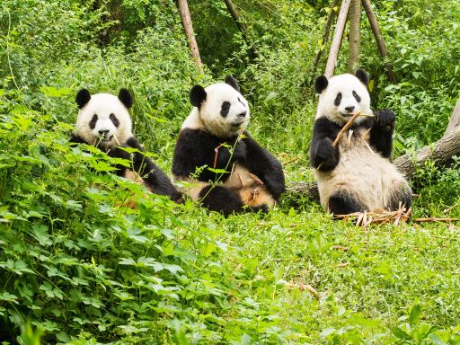 Panda Breeding 熊猫基地.jpg