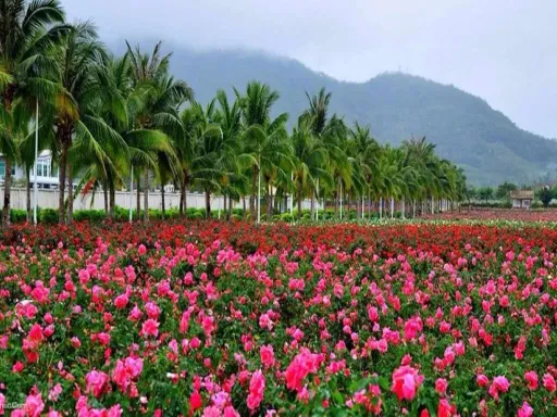 Rose valley 亚龙湾国际玫瑰谷.jpeg