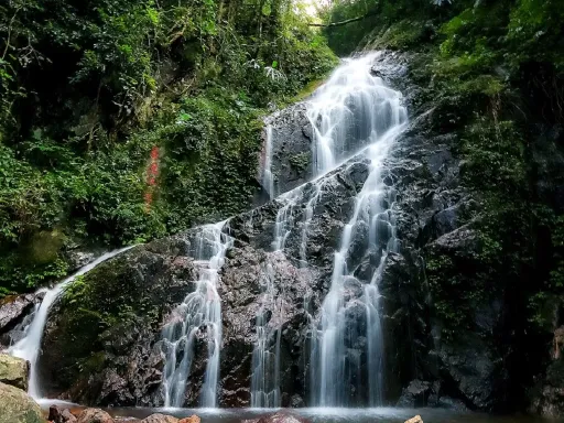 Wuzhishan Tropical Rainforest五指山热带雨林1.jpg