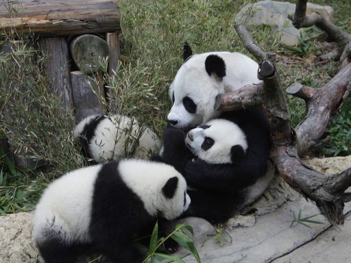 Dujiangyan Panda Park卧龙大熊猫