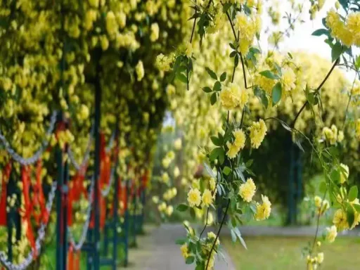 Rose Valley 花溪谷3.jpg