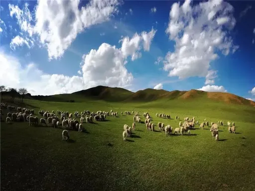 Black Liutan Grassland哈流滩草原.jpg