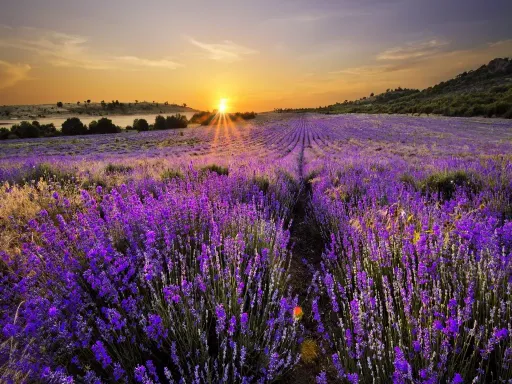 Lavender Manor 熏衣草庄园2.jpg