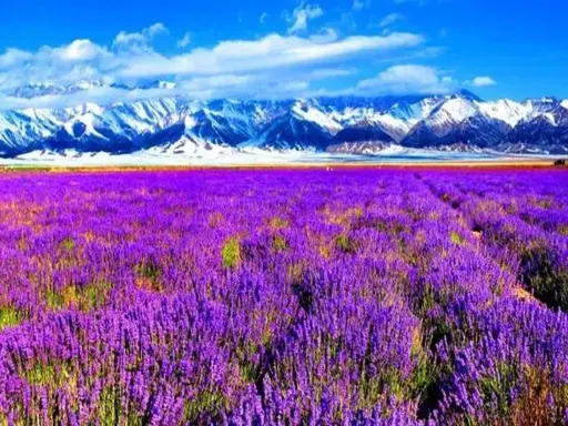 Lavender Manor 熏衣草庄园1.jpg