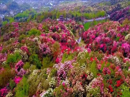 Rhododendron Scenic Area杜鹃.jpg