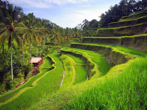 Tegalalang Rice Field.jpg