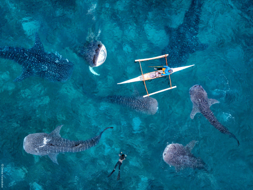 Oslab Whale Shark Cebu (2).png