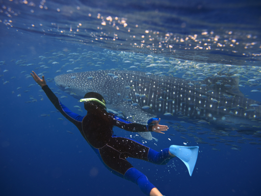 Swimming with a whalesharks.png