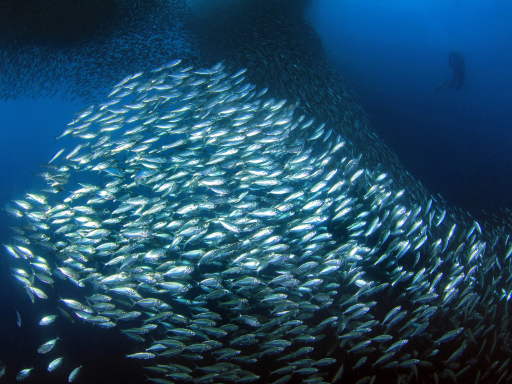 Swimming with the sardines run.png