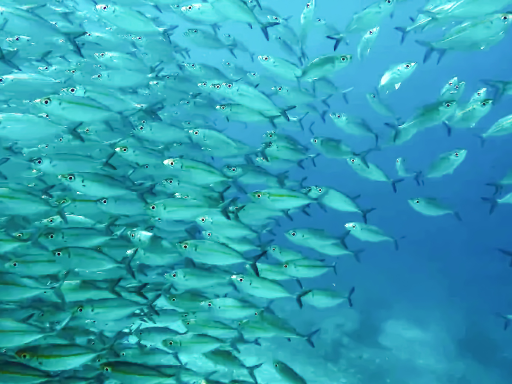 Swimming with the sardines run (2).png