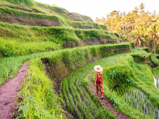 Tegalalang Rice Field (2).jpg