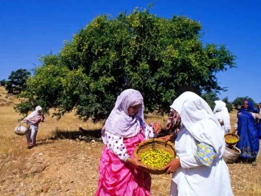 Gathering Argan Kernels