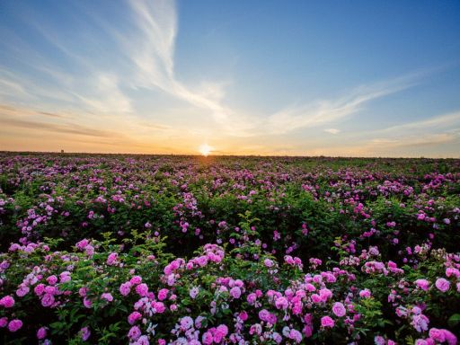 Rose Valley