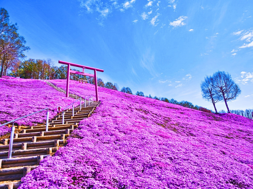 Shibasakura park（Maybe10-25）/芝樱公园 （5月10号-25号）