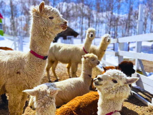 Alpaca Ranch/羊驼牧场