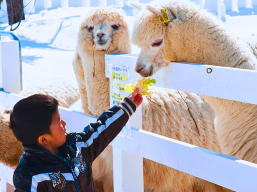 Feeding Alpaca/喂食羊驼