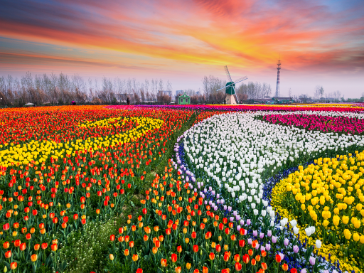 Yancheng Holland Flower Sea 盐城荷兰花海