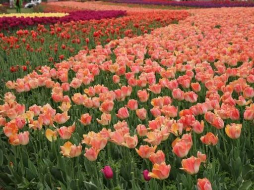 Yancheng Holland Flower Sea 盐城荷兰花海1