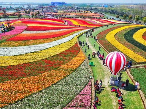Yancheng Holland Flower Sea 盐城荷兰花海