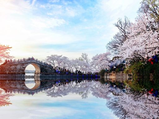 yuantouzhu park beautiful sakura scenery 鼋头渚