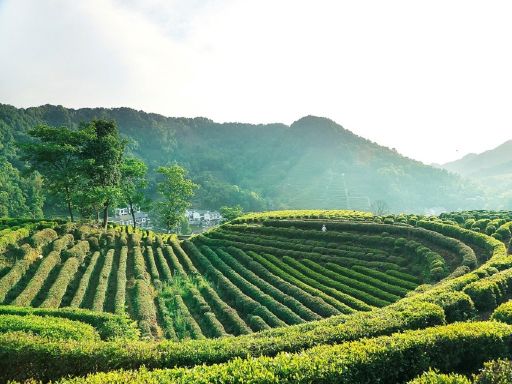 Longjing Village Tea Garden龙井村茶园