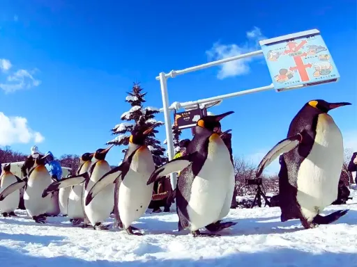 Penguin Parade 企鹅游行.webp