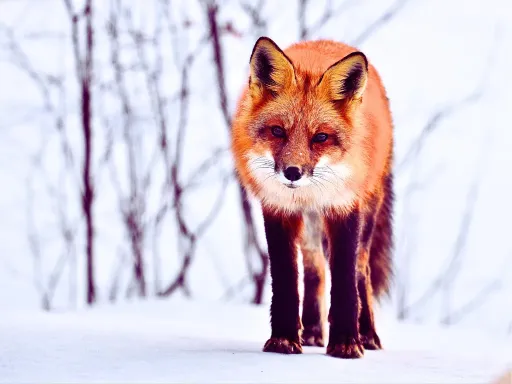 Kitami Fox Village / 狐狸村.webp