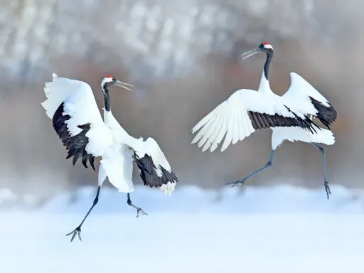 Akan Crane Center  丹顶鹤国际中心.webp