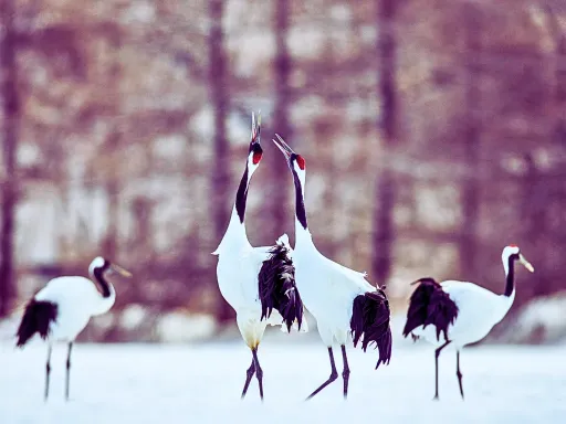 Akan Crane Center  丹顶鹤国际中心 .webp