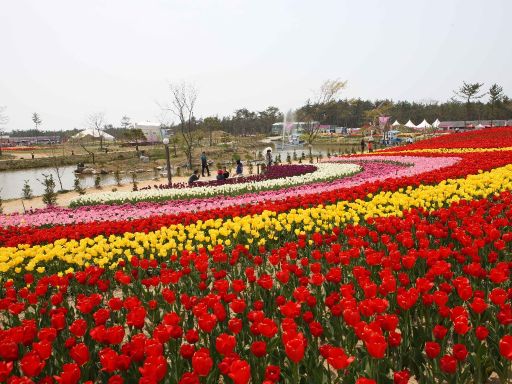 Taean Tulip Festival 3