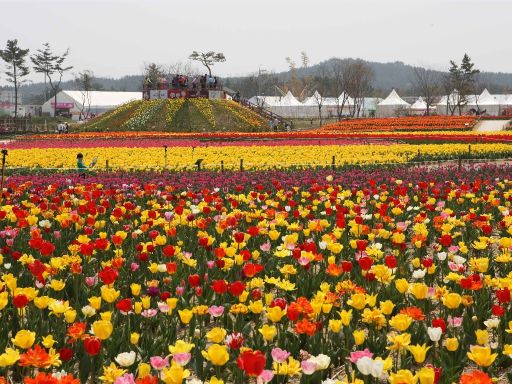 Taean Tulip Festival 2