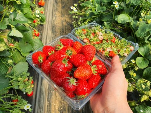 Strawberry Picking