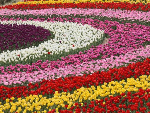 Taean Tulip Festival 1