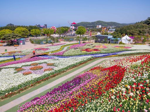 Taean Tulip Festival 4