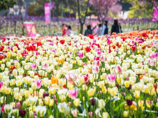Taean Tulip Festival 5