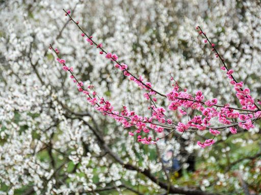Chaoshan Plum Blossom Viewing 超山赏梅2